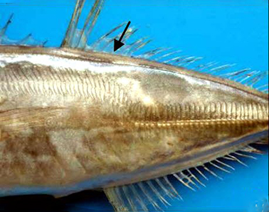 Trachurus picturatus_005